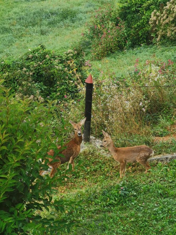 Ferienwohnung Im Nationalpark Gesaeuse Hieflau Luaran gambar